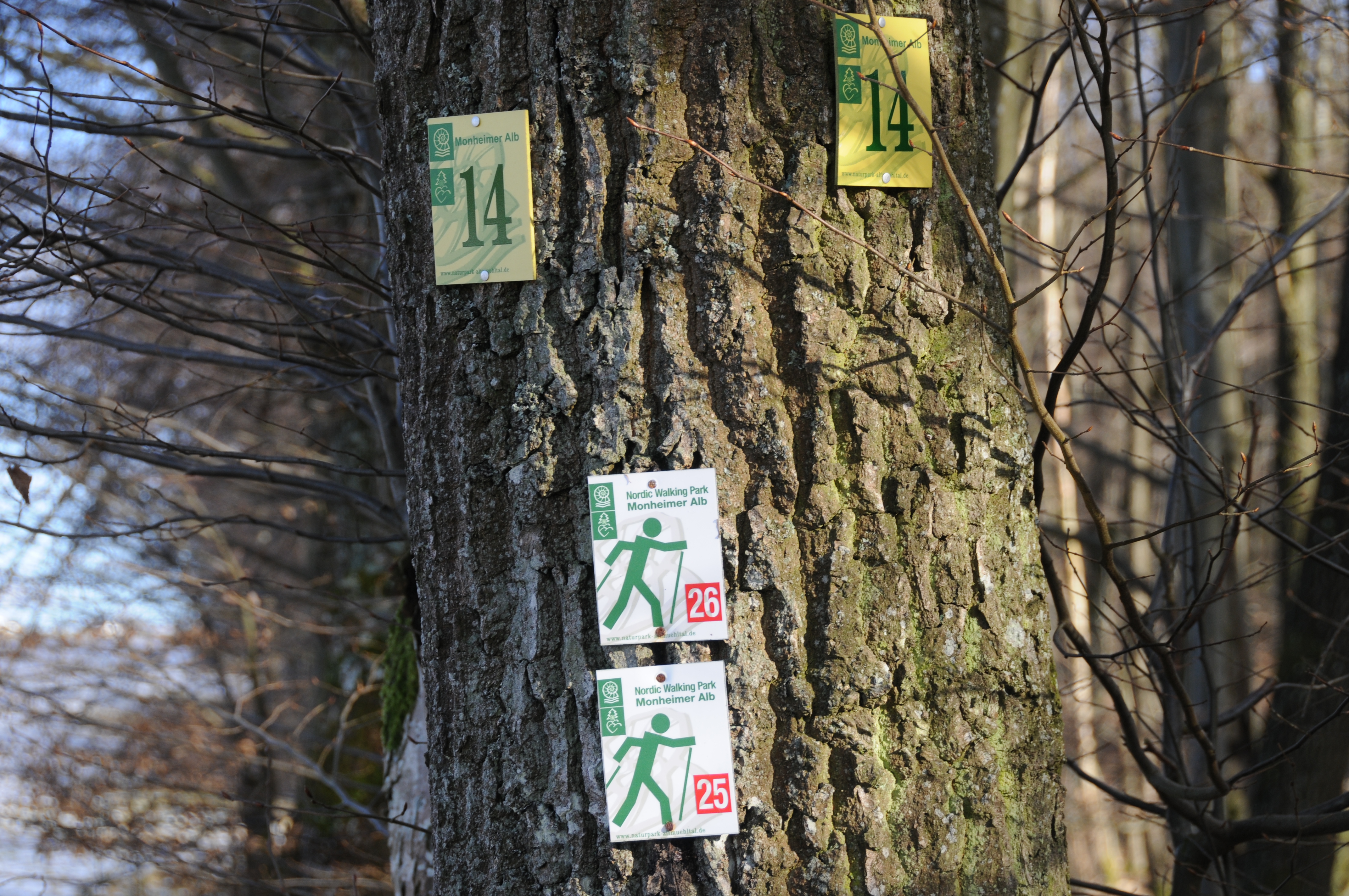 Baum mit Wanderwegweisern Nordic Walking 26 bei Buchdorf
